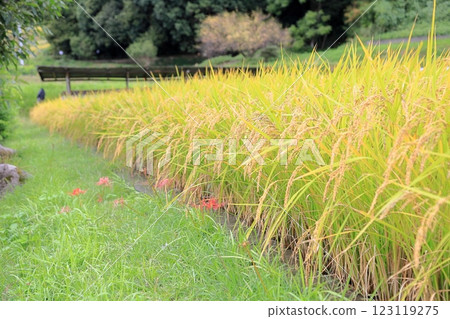 Autumn countryside: Rice 123119275