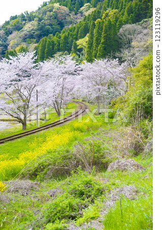 春天的射擊鐵名勝 磯海鐵道 東房本 123119296