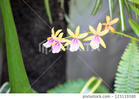 蘭花花 Miltonia 123119380