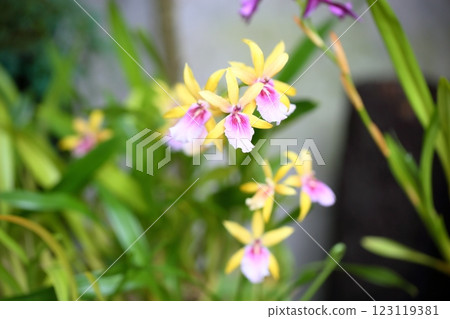 蘭花花 Miltonia 123119381