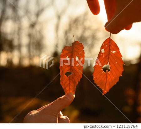 玩弄枯葉 123119764
