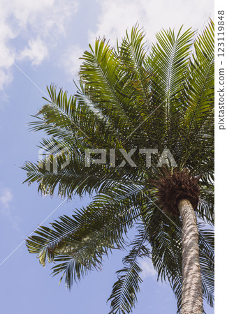 Palm trees and the sky 123119848