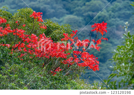 Winter trees in the Yakushima Offshore Alps (January) Late autumn foliage on the island 123120198