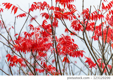 Yakushima Offshore Alps: Vivid Autumn Leaves (January) 123120200