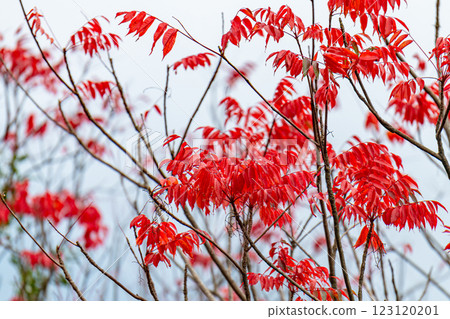 Yakushima Offshore Alps: Vivid Autumn Leaves (January) Yakushima Offshore Alps: Vivid Autumn Leaves (January) 123120201