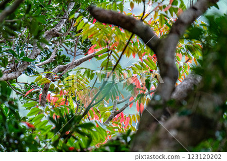 屋久島近海阿爾卑斯：綏爛的秋葉（1月） 123120202