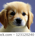 Puppy to look at 123120240