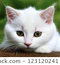 A cat staring at you 123120241