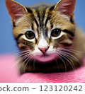 Cat face up 123120242