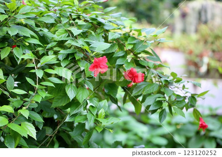 Hibiscus flowers 123120252