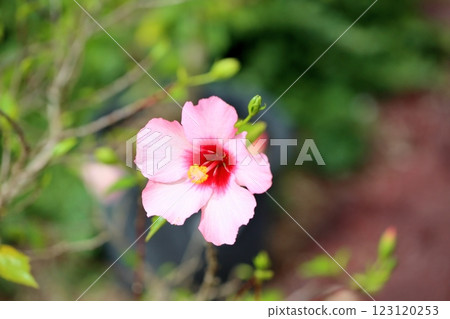 Cute Hibiscus Flower Campfire Curl 123120253