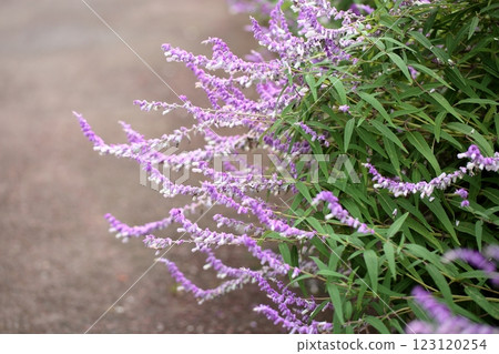 Refreshing Autumn Flowers Salvia Leucantha Flowers 123120254