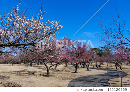 小田原花園:梅花盛開 小田原花園:梅花盛開 123120269