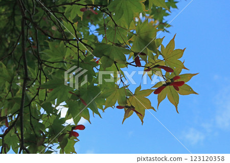 Image of Maple samara Image of Maple samara 123120358