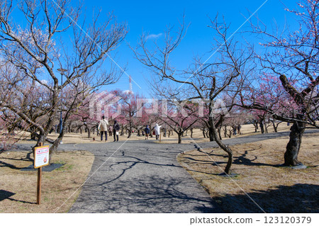 小田原花園:梅花盛開 小田原花園:梅花盛開 123120379