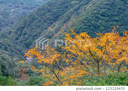 屋久島近海阿爾卑斯:綏爛的秋葉(11月) 屋久島近海阿爾卑斯:綏爛的秋葉(11月) 123120435