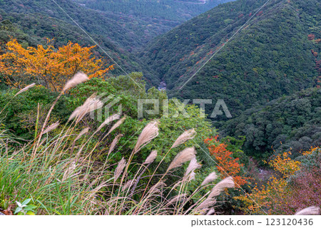 Yakushima Offshore Alps: Vivid autumn foliage (November) 123120436