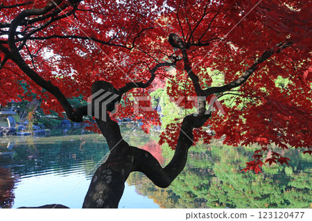 秋天的前南埠貝蒂花園 123120477