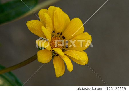 Bright yellow flower blossoms under soft sunlight in a tranquil garden setting 123120519