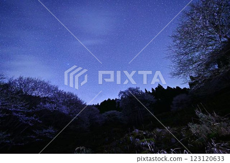 星空與垂水櫻花 星空與垂水櫻花 123120633