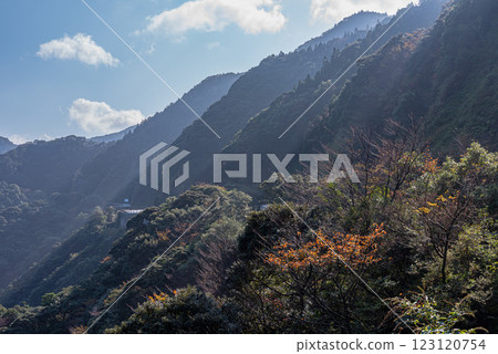 Yakushima Offshore Alps: Vivid autumn foliage (November) Yakushima Offshore Alps: Vivid autumn foliage (November) 123120754