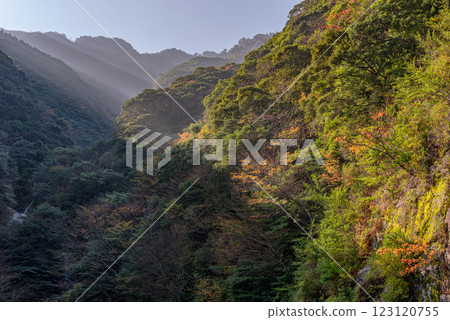 Yakushima Offshore Alps: Vivid autumn foliage (November) Yakushima Offshore Alps: Vivid autumn foliage (November) 123120755