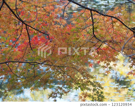 Autumn leaves 123120934