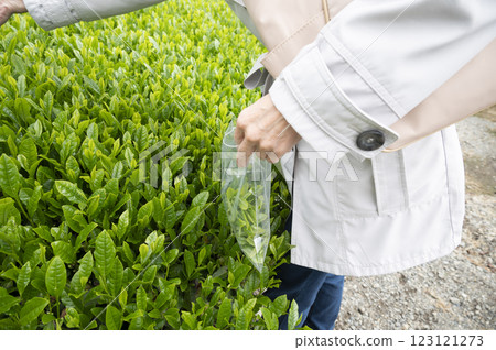 Tea picking experience for inbound tourists Tea picking experience for inbound tourists 123121273