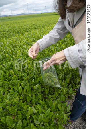 Tea picking experience for inbound tourists 123121276