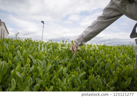 Tea picking experience for inbound tourists Tea picking experience for inbound tourists 123121277