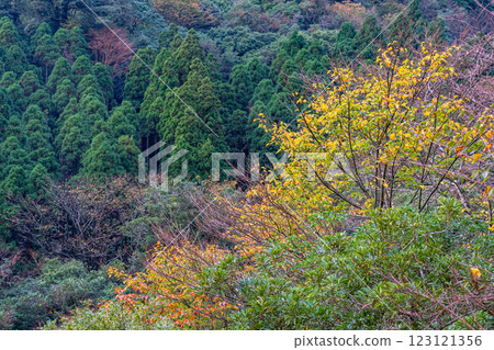 Autumn in the Yakushima Offshore Alps (November) Magnificent autumn foliage and cedar mountains 123121356