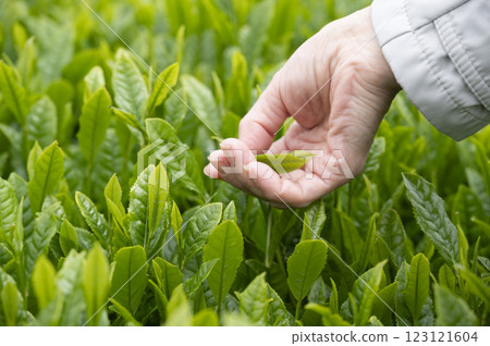 入境茶葉採摘體驗 123121604