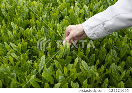 入境茶葉採摘體驗 123121605