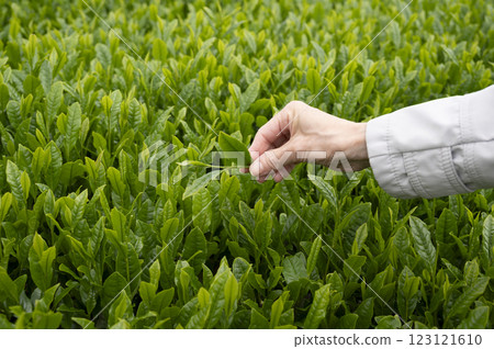 入境茶葉採摘體驗 123121610