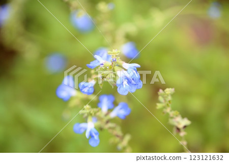 Flower of Salvia Uriginosa 123121632