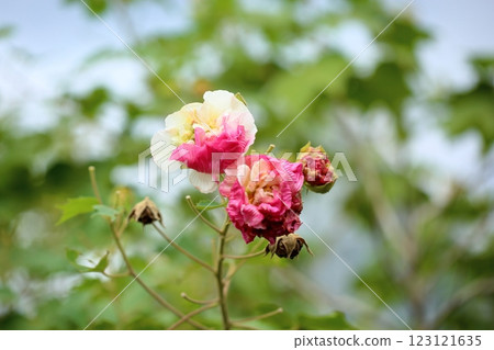 Swiftfish花 123121635