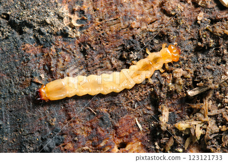 A brown, skeletal larva of the family Scyllidae growing in the bark of rotting wood (natural light + PL macro close-up) 123121733