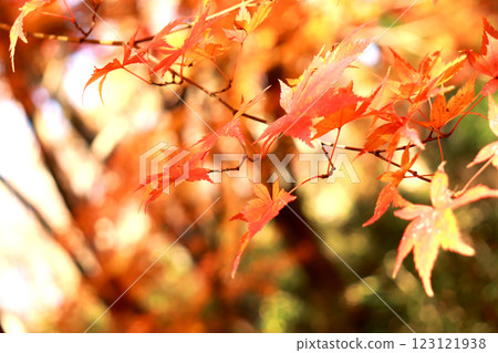 秋天的楓葉變紅 123121938
