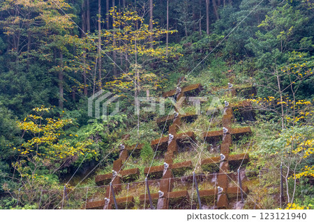 Autumn in the Yakushima Offshore Alps (November) Autumn leaves stand out against the slope protection works 123121940