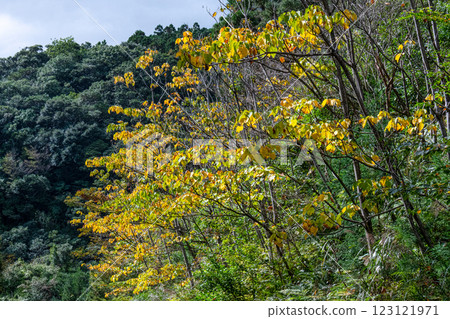 Yakushima Offshore Alps: Vivid autumn foliage (November) Yakushima Offshore Alps: Vivid autumn foliage (November) 123121971