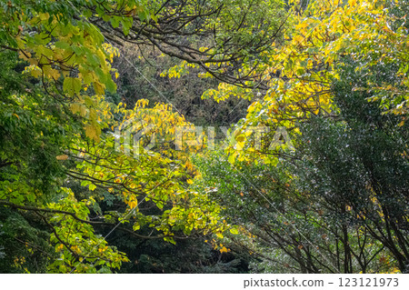 Vivid autumn foliage in the Yakushima Offshore Alps (November) 123121973