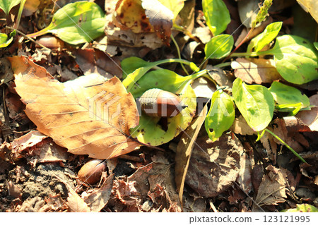 Acorn falling on the ground Acorn falling on the ground 123121995