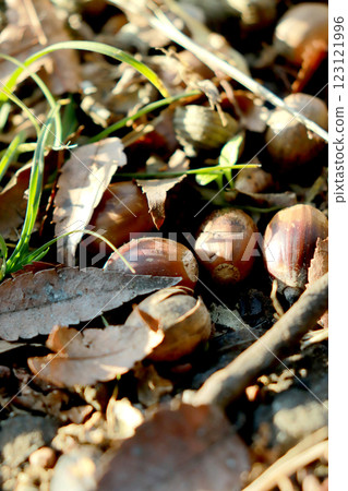 Acorn falling on the ground Acorn falling on the ground 123121996