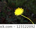 黃色的蒲公英 123122092
