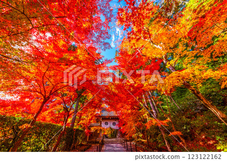 Autumn leaves of Kyoto Komyoji 123122162