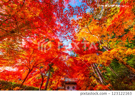 Autumn leaves of Kyoto Komyoji 123122163