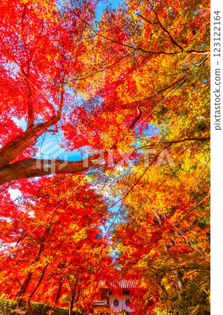 京都Komyoji秋葉 123122164