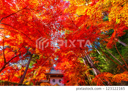 Autumn leaves of Kyoto Komyoji 123122165