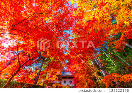 Autumn leaves of Kyoto Komyoji 123122166
