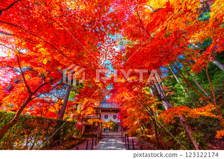 Autumn leaves on the approach to Komyo-ji Temple in Kyoto 123122174